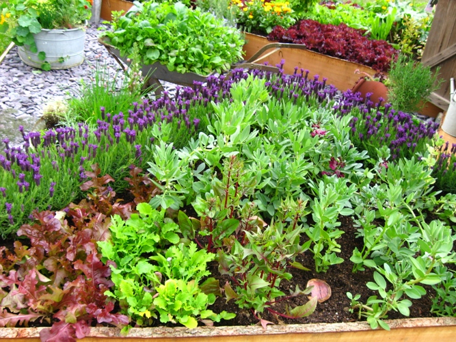 Recycled*Love*Letters: Vegetable Gardening: Let the Plot Begin!