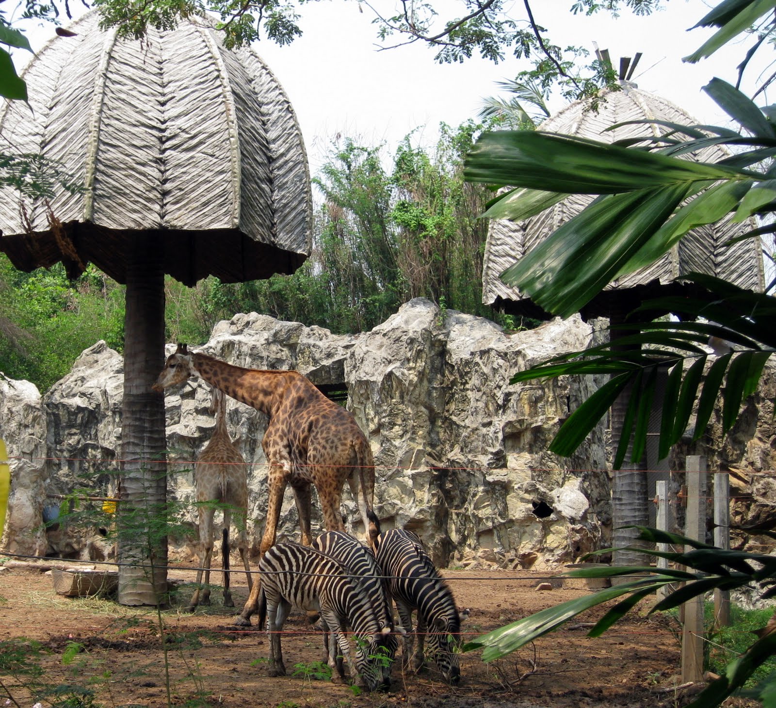 Dividindo a Bagagem Zoológico de Bangkok Dusit Zoo