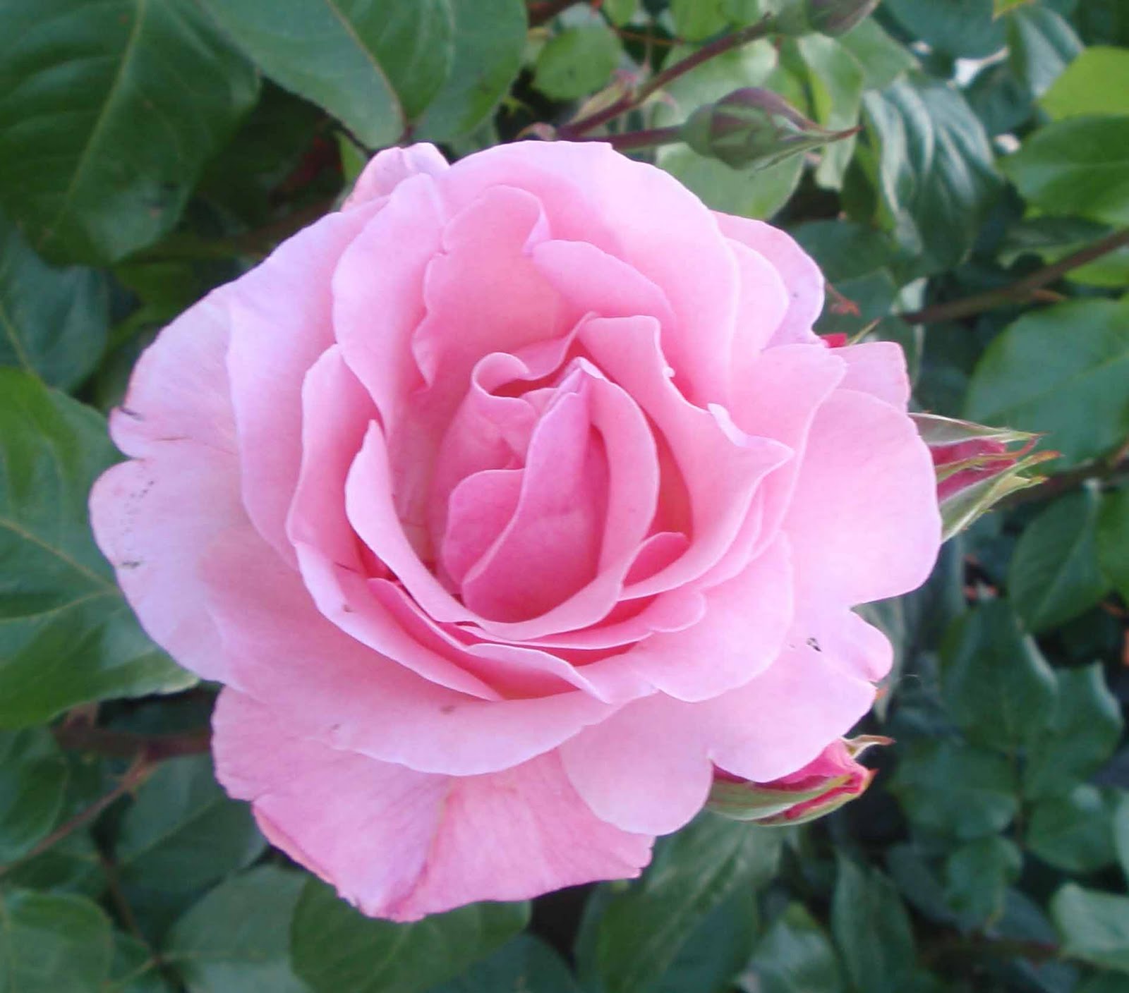 Stopping to smell the roses Carol Bodensteiner, author