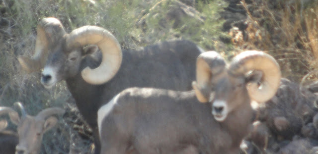 Field+Judging+and+scoring+AZ+Desert+Bighorn+Sheep+Left+Horn+View+Jay+Scott+Outdoors+2.jpg