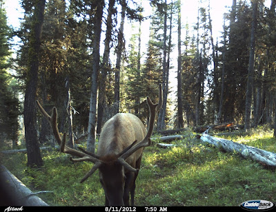 5 point elk Idaho Elk