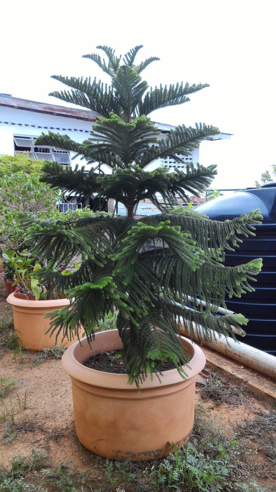 Precious Plants Trinidad The Norfolk Island Pine
