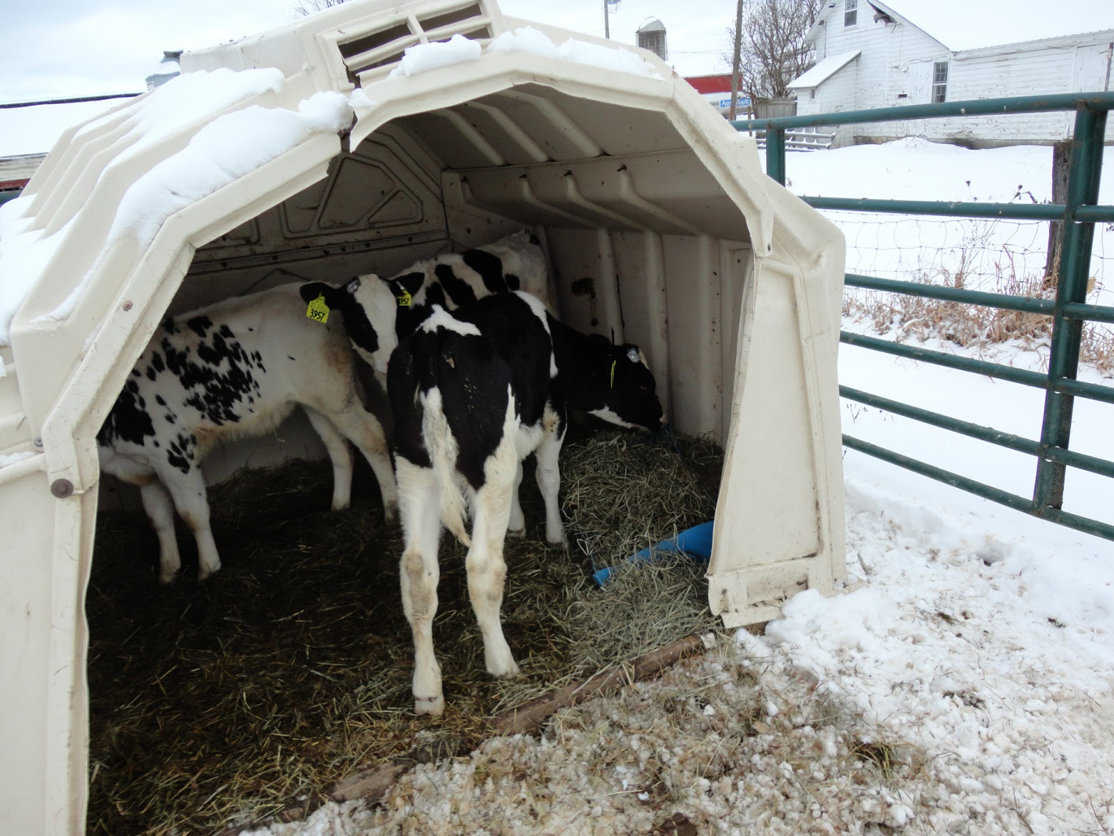 A Day in the Life of a Cow Vet Yup, I "burn" calves...