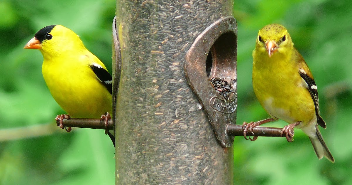 American Goldfinch - Angelic Hugs