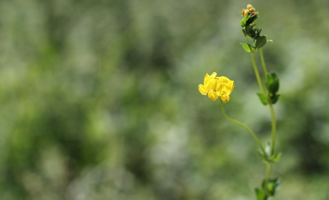 Birds-Foot Trefoil Flowers Birds-Foot Trefoil Flowers