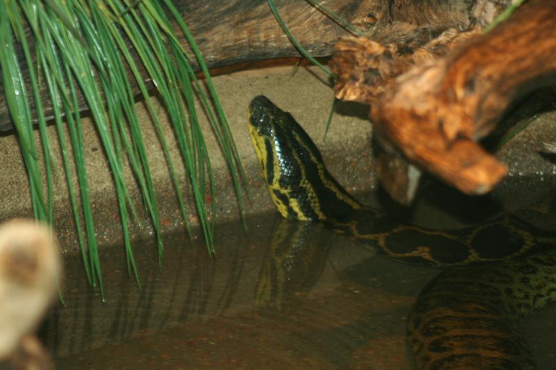 Grandes constritoras: 2- Sucuri do Pantanal (Eunectes notaeus) Yellow+anaconda