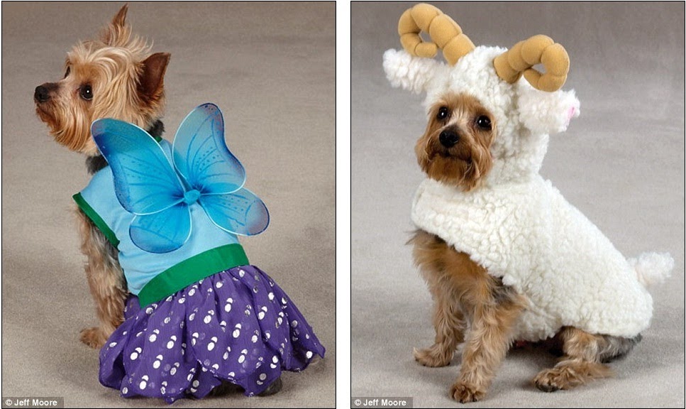 The animal zone Now dogs can do fancy dress too (but the poor pups don