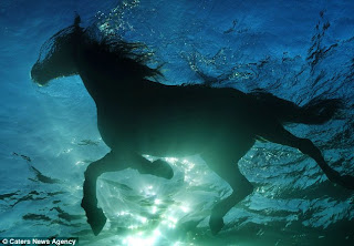 Gambar-gambar kuda berenang dari dalam air laut