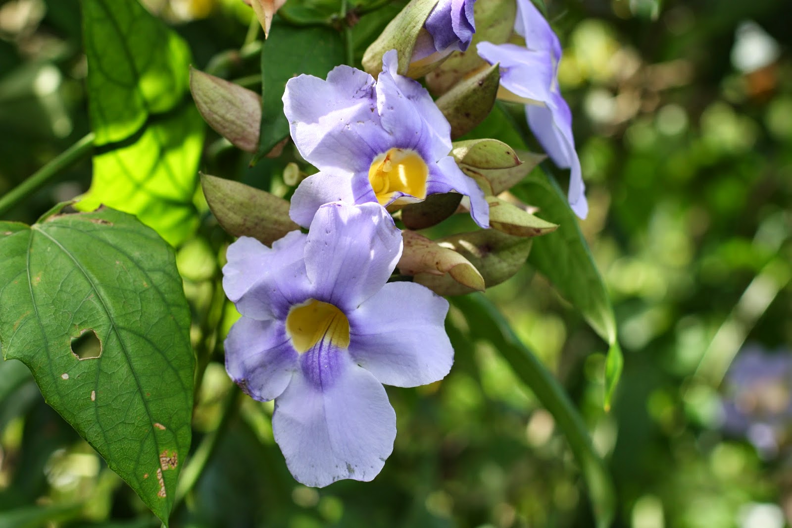 Chow and Chatter A Photo Series of Jamaican Flowers
