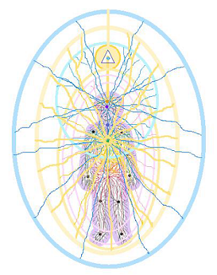 LOS CIRCUITOS DE ENERGÍA EN EL HOMBRE