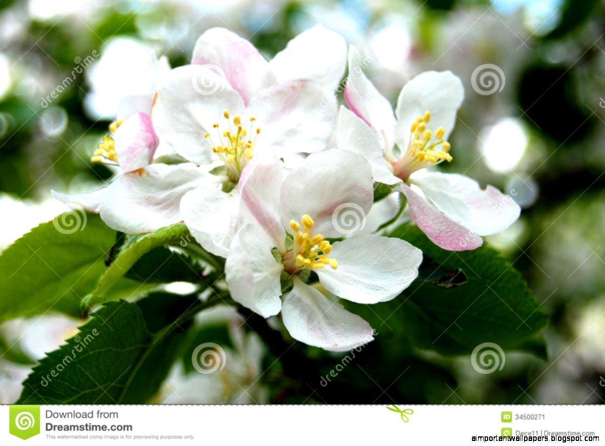 Apple Tree Flower Stock Image   Image 34500271 Apple Tree Flower Stock Image   Image 34500271