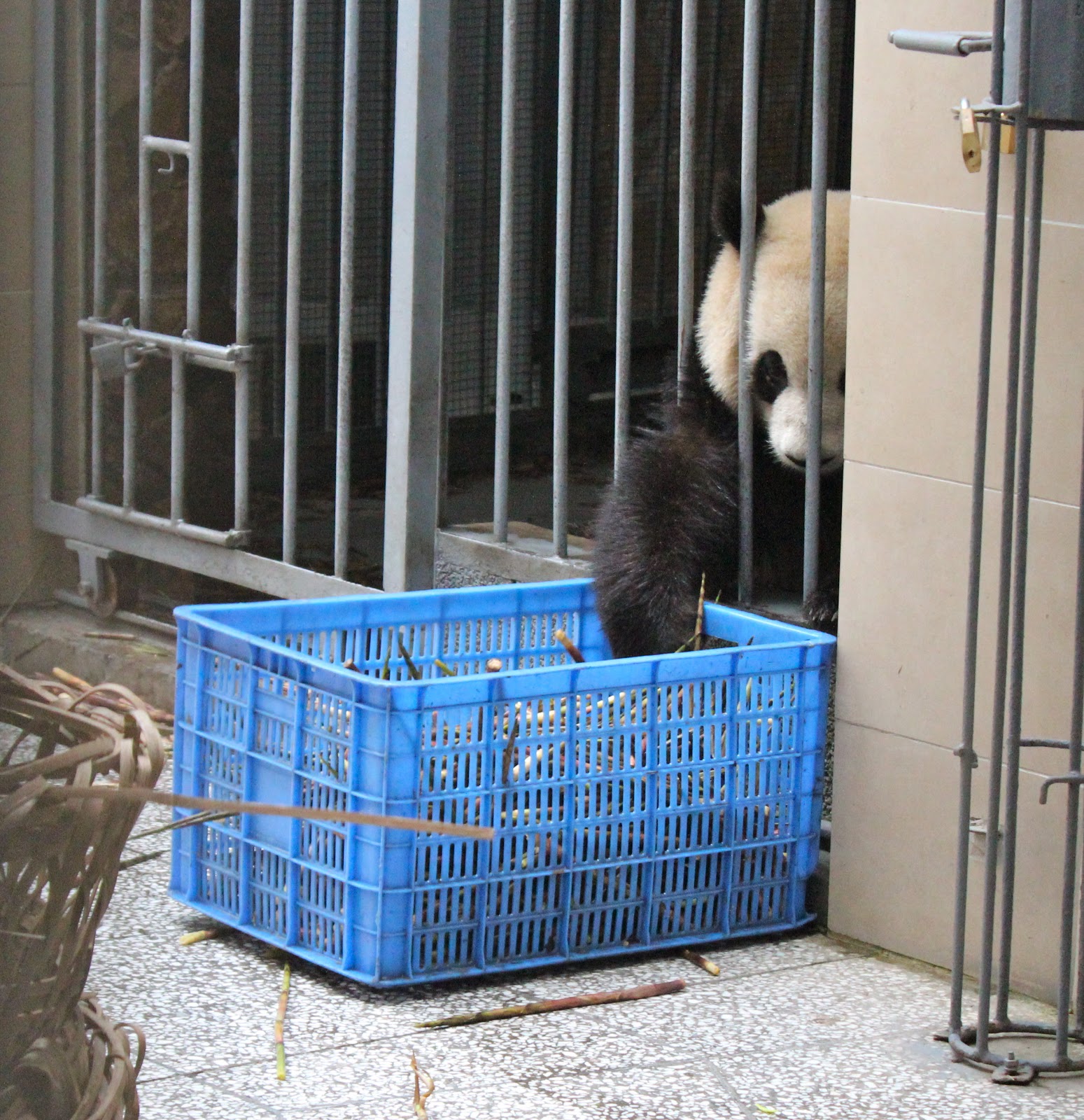 Texas to the Thames The Pandas of Chengdu