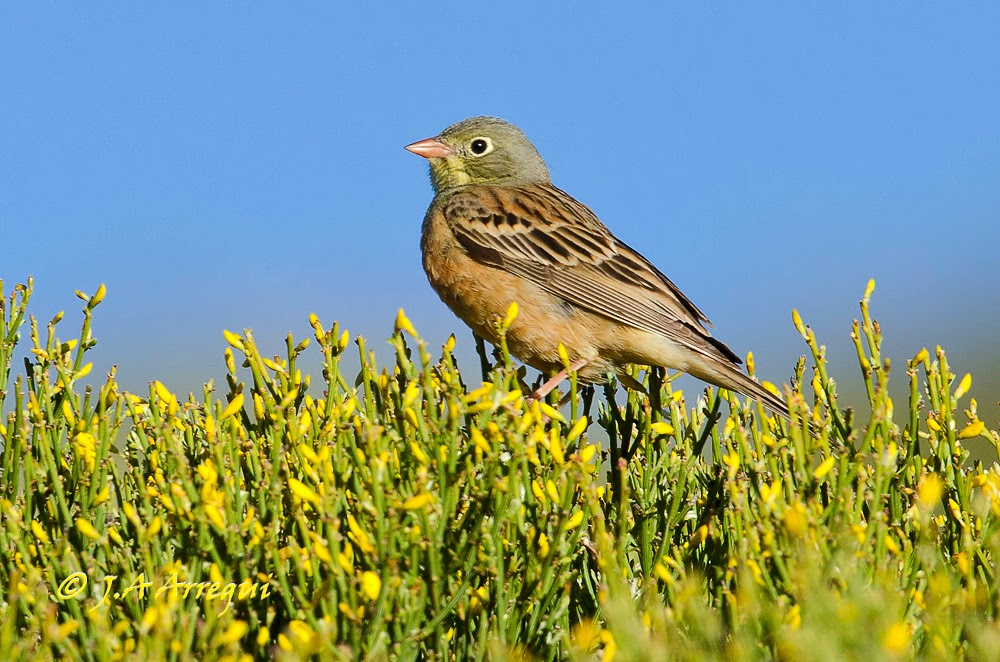 Escribano hortelano, Emberiza hortulana, Ortolan Bunting Escribano hortelano, Emberiza hortulana, Ortolan Bunting