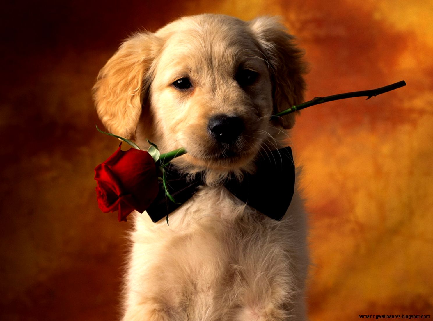 Cute Golden Retriever Puppies Cute Golden Retriever Puppies