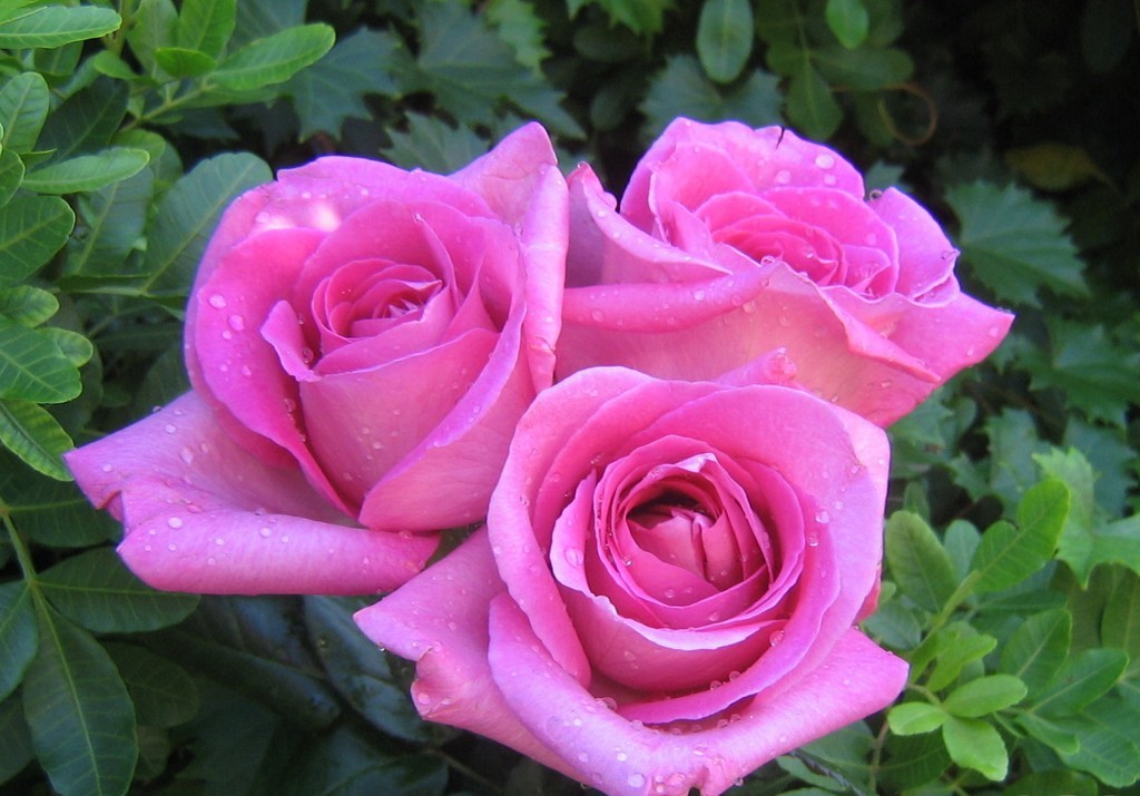 Te regalo una rosa - Página 10 Pink+Roses+%25282%2529