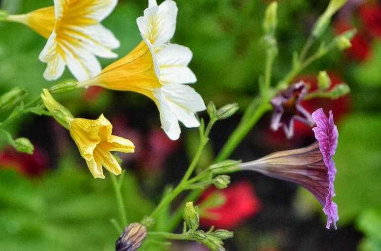 Flower Homes Painted Tongue Flowers