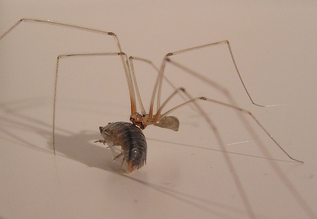Found a daddy long-legs (cellar spider) while cleaning. Whoops