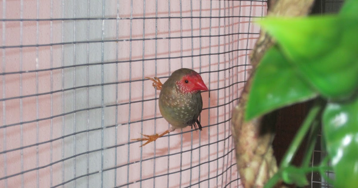 South Beach Finches: Star finches