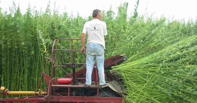 Progressive Charlestown: High Time for Hemp