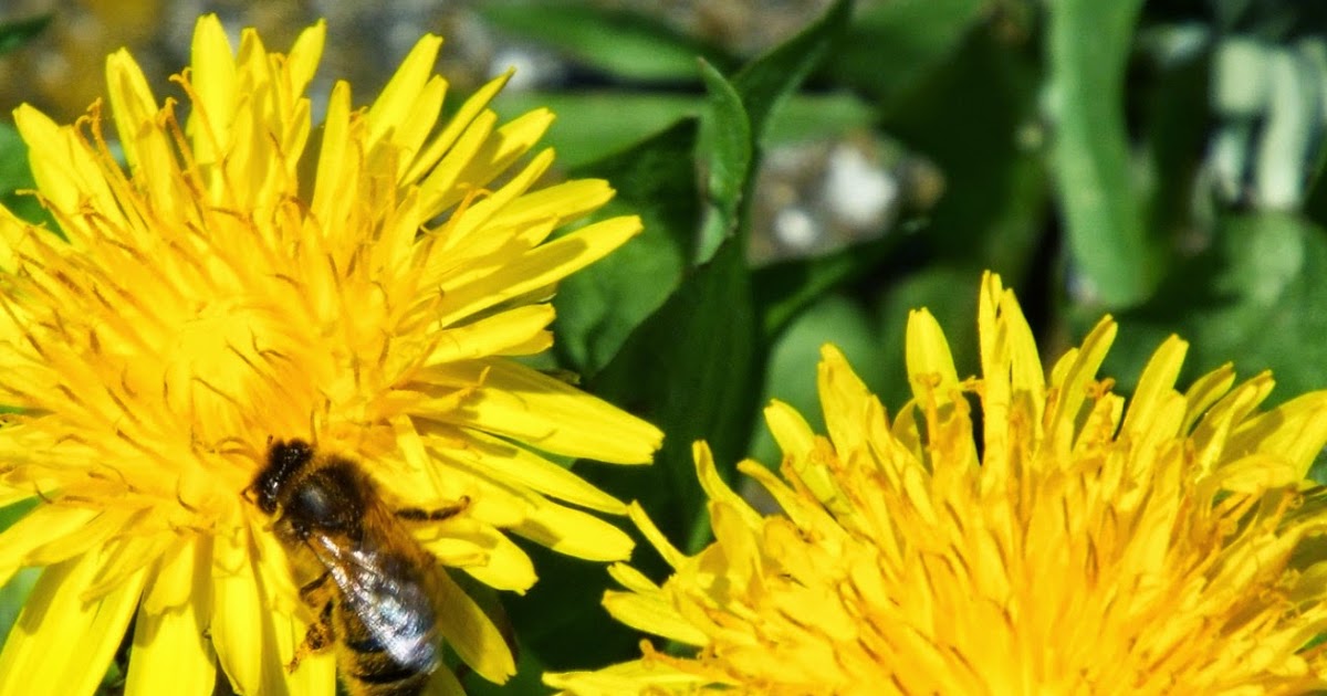 Mad Madam Mel Easy Dandelion Flower Wine Recipe