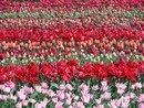 Keukenhof - Pays-Bas