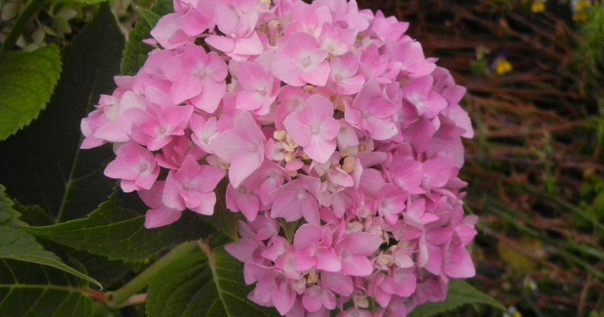 Little Quick Fire Hydrangea Hydrangea Paniculata Smhplqf In