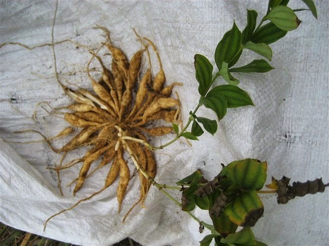 Kenali Khasiat dan Manfaat Tanaman Herbal Stemona  Kenali Khasiat dan Manfaat Tanaman Herbal Stemona (Stemonae Radix)