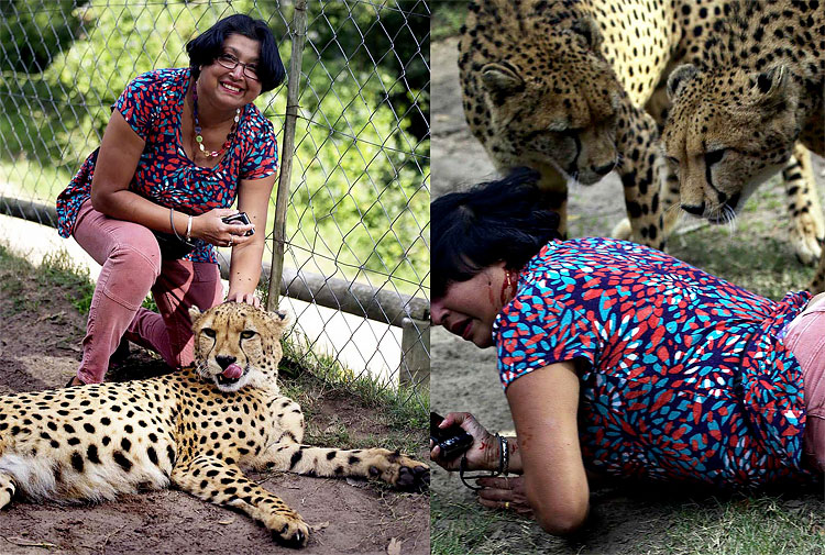 Cheetahs Attack