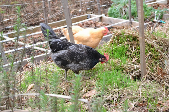 backyard chickens, kitchen garden, http://growingdays.blogspot.com