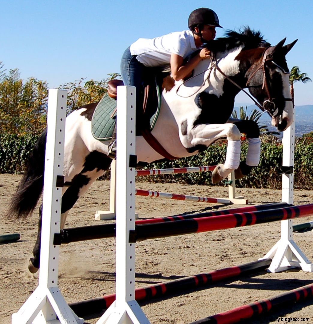 Paint Horse Jumping Wallpapers Gallery