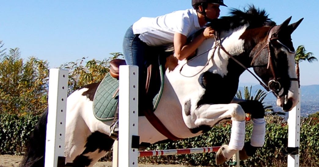 Paint Horse Jumping Wallpapers Gallery