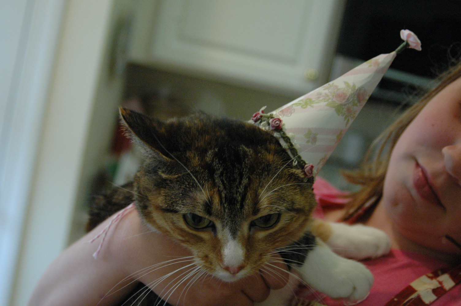 Chai Lion DIY cat party hat!