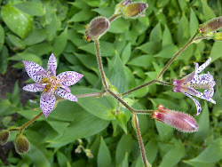 a toad lily....