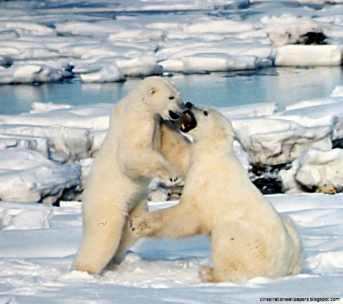 Polar Bears Fighting Polar Bears Fighting