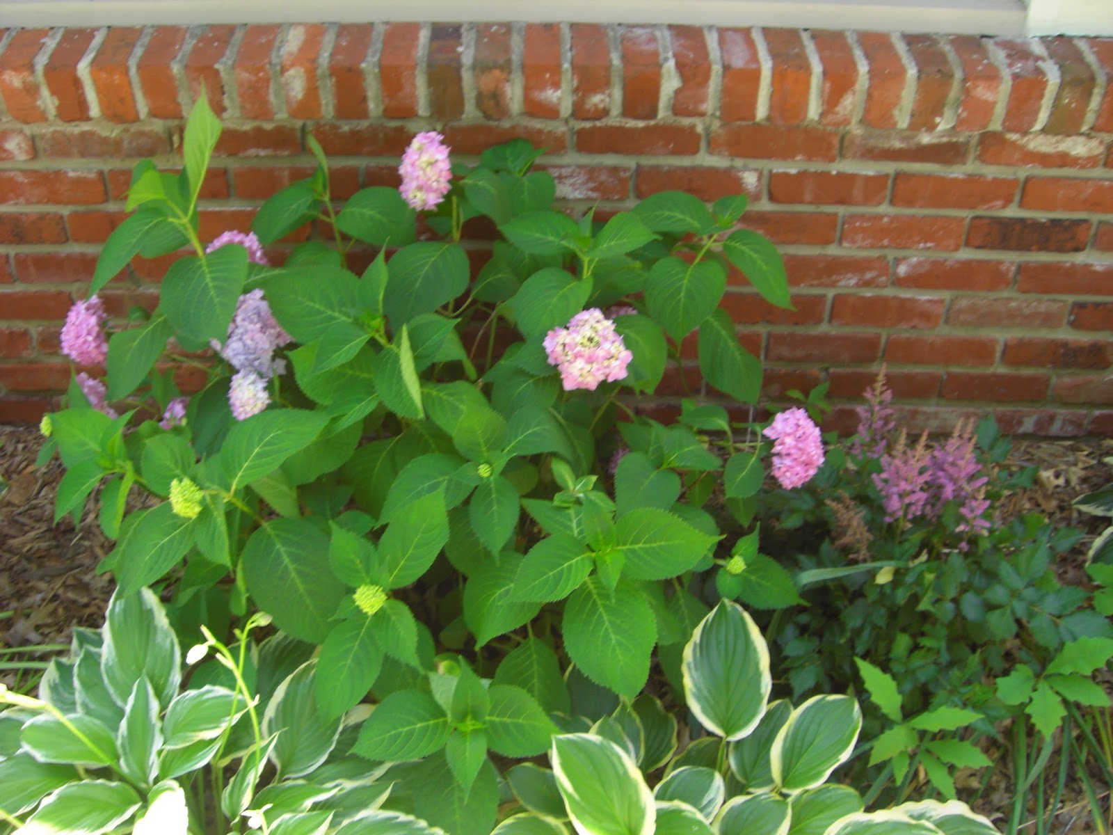 Trees Planet Viburnum Opulus Guelder Rose