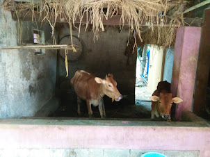 A farmhouse in Kachur village having cows for milk.