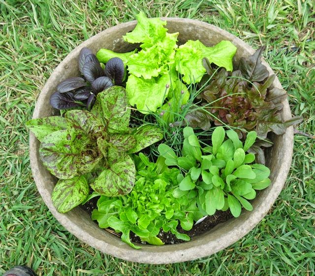 Salad bowl almost ready to eat