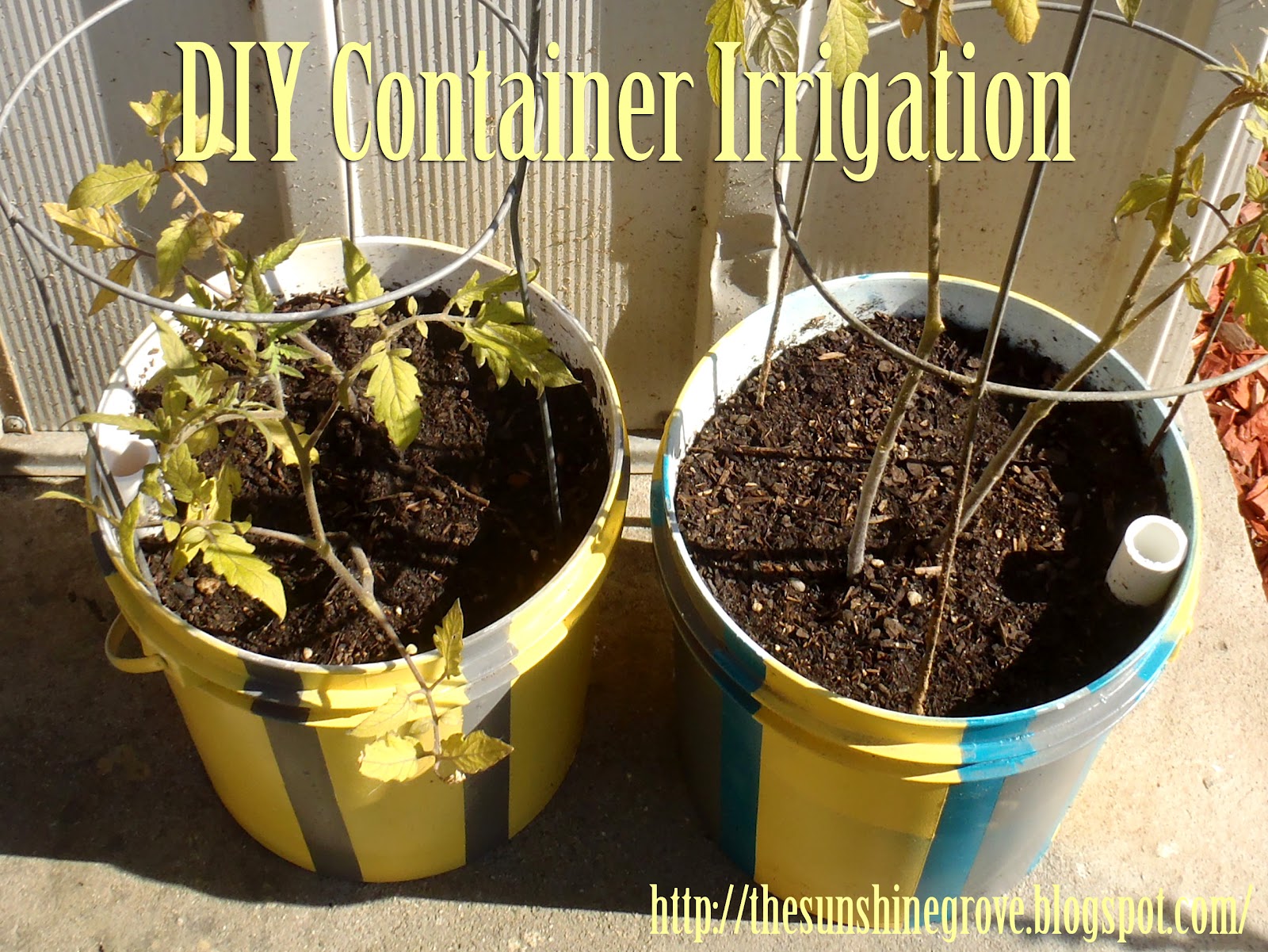 The Sunshine Grove DIY Container Irrigation System