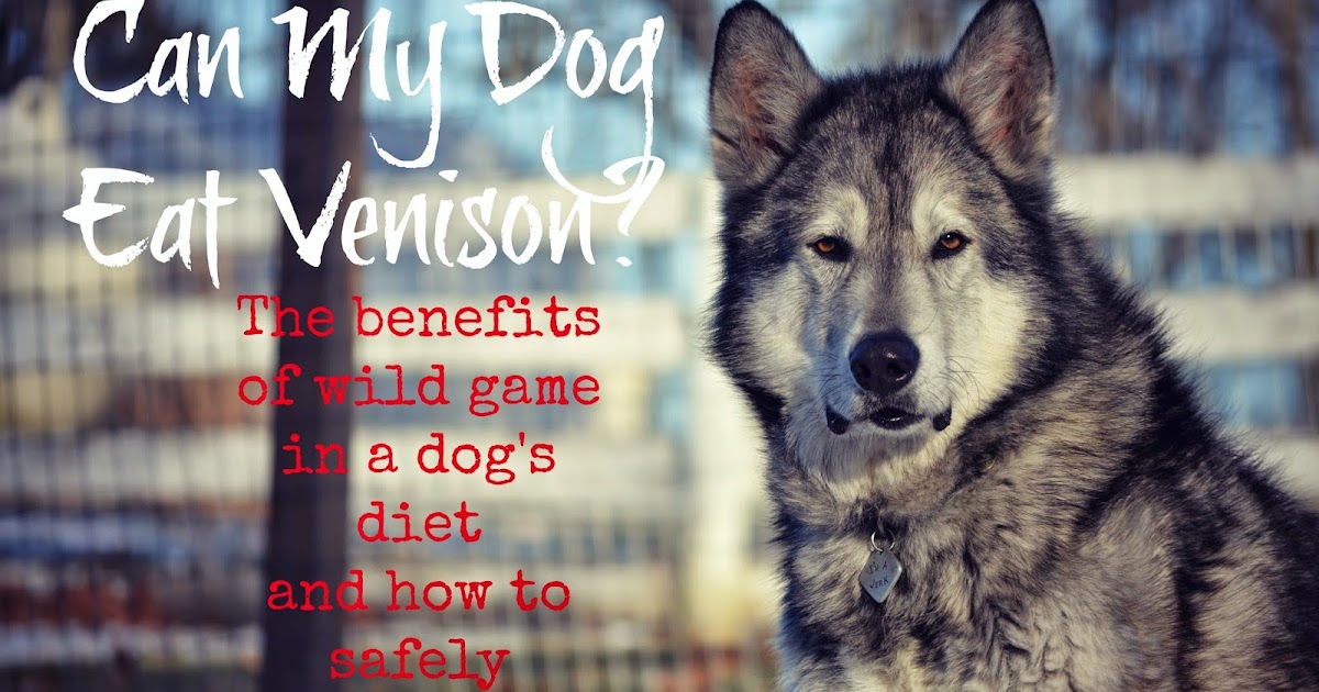 raw deer meat for dogs