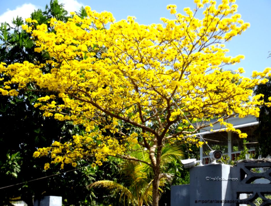 Poui Tree Jamaica Poui Tree Jamaica