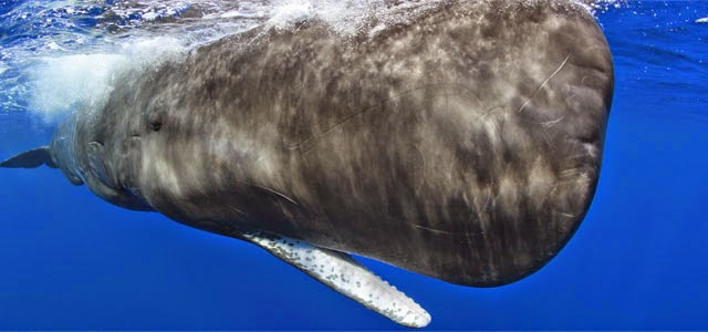 Jenis Macam Gambar Hewan Mamalia Laut Air Freewaremini