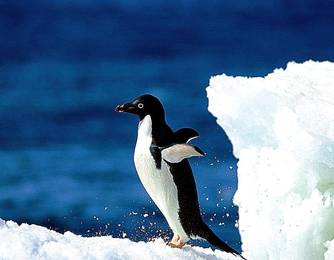 Penguins Desktop Wallpaper Penguins Images Free Cool Wallpapers Penguins Desktop Wallpaper Penguins Images Free Cool Wallpapers
