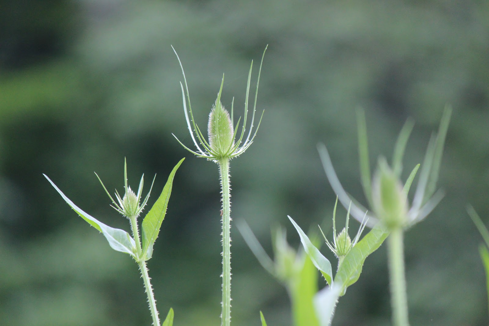 Christian Images In My Treasure Box: Teasel - Thistle Like Weed