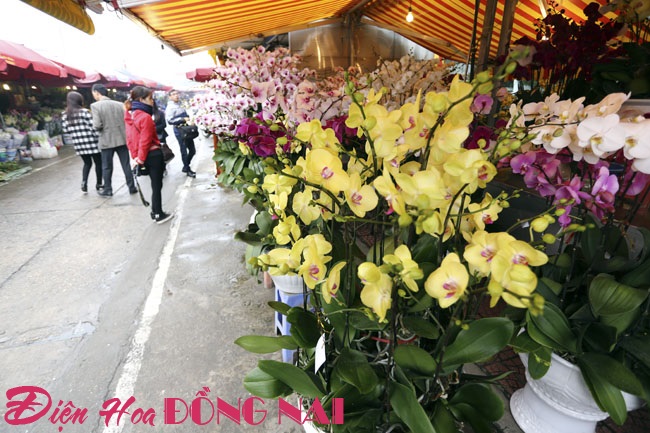 [Image: Hoa-lan-nhap-ngoai-gia-tram-trieu-van-dat-khach-3.jpg]