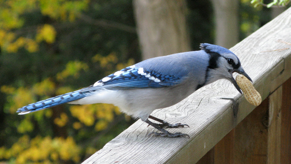 blue jay the life of animals blue jay the life of animals