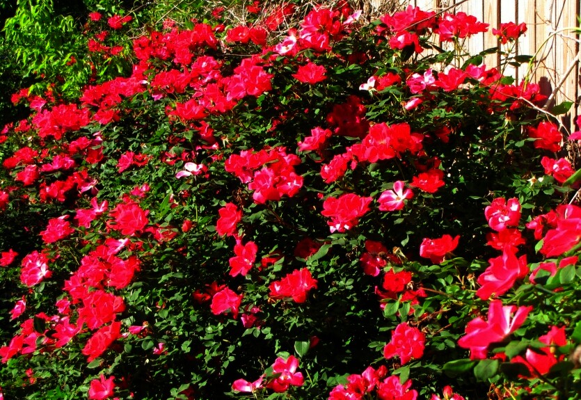 Tulsa Gentleman Ruby Tuesday Knockout Shrub rose