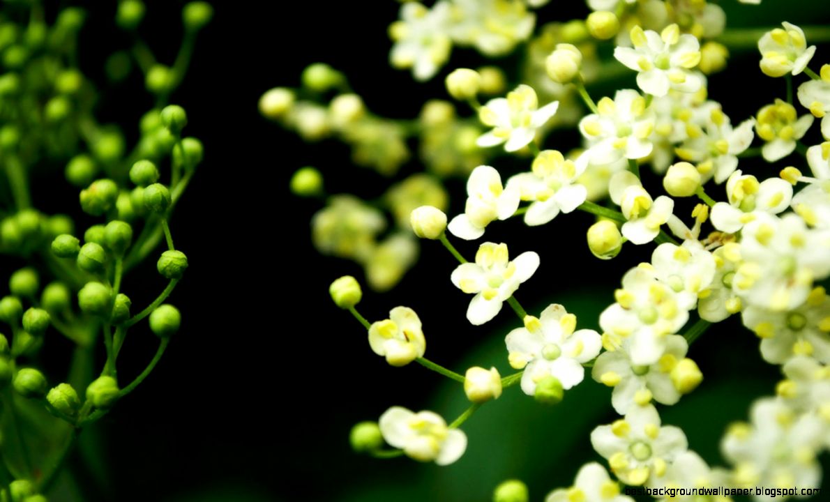 Fl Desktop Wallpaper Fl Desktop Wallpaper