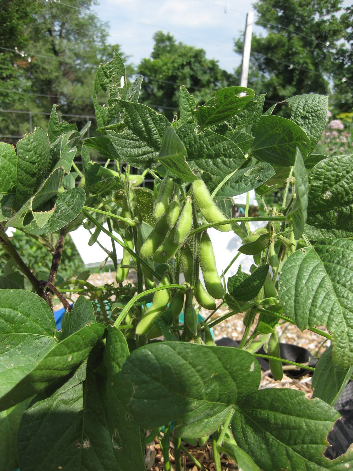 Veggieville Gardening to Fight Hunger Green Beans