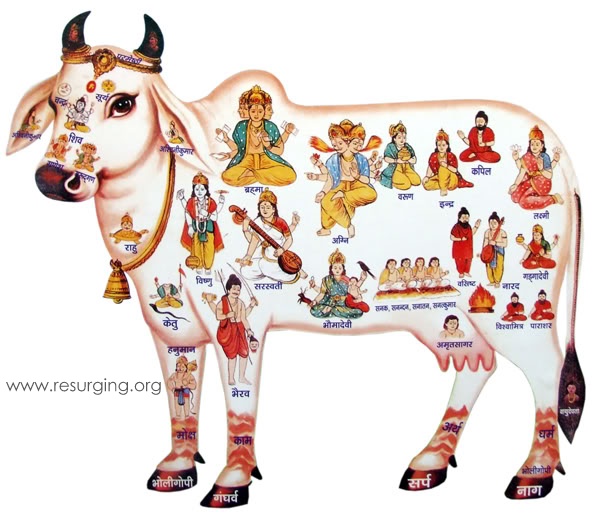 Holy Cow Sacred Gow Matha THE HINDU PORTAL Spiritual heritage