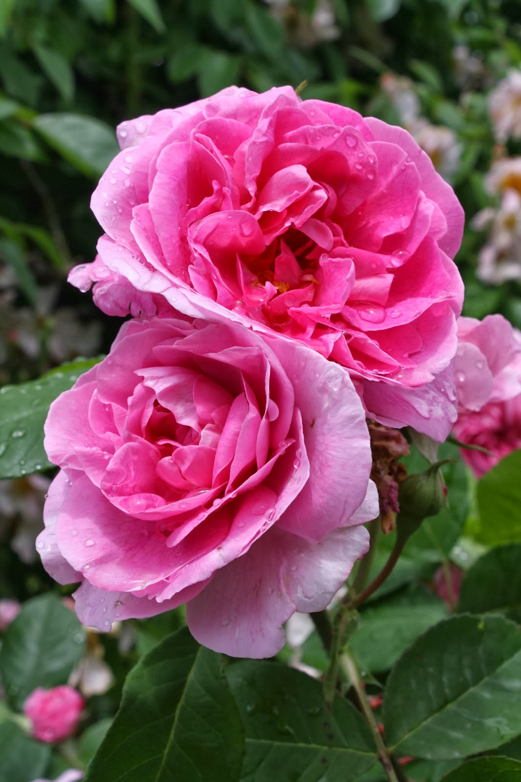 Il piccolo giardino di L.: Una rosa inglese molto ...